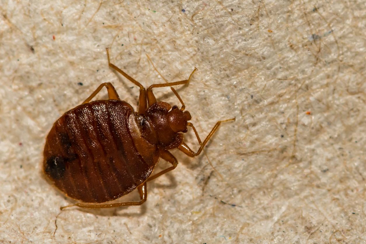 Best Bed Bug Exterminator Milwaukee for Reliable Results